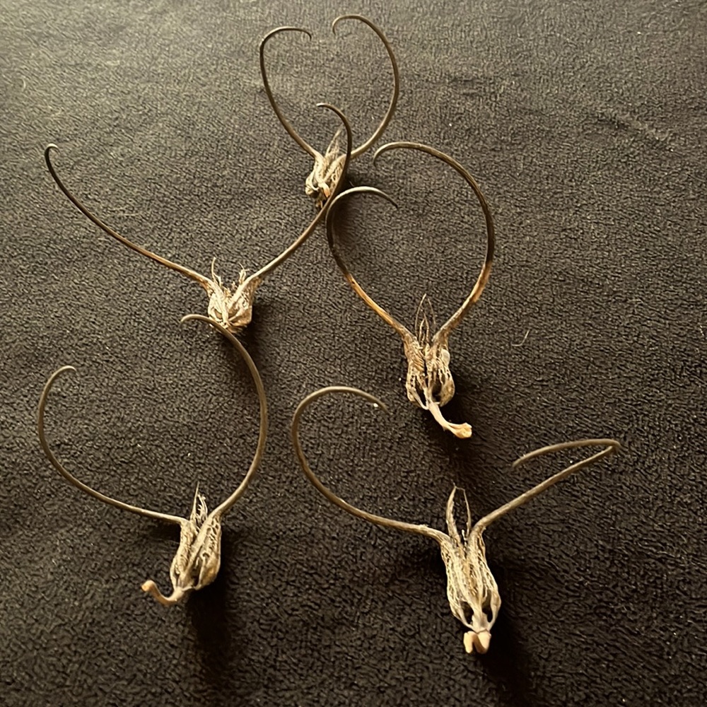 Devil’s Claw - Picture 4 of 4